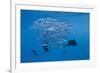 Atlantic Sailfish (Istiophorus Albicans) Hunting Sardines, Isla Mujeres, Yucatan Peninsula, Caribbe-Reinhard Dirscherl-Framed Photographic Print