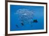 Atlantic Sailfish (Istiophorus Albicans) Hunting Sardines, Isla Mujeres, Yucatan Peninsula, Caribbe-Reinhard Dirscherl-Framed Photographic Print