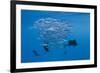 Atlantic Sailfish (Istiophorus Albicans) Hunting Sardines, Isla Mujeres, Yucatan Peninsula, Caribbe-Reinhard Dirscherl-Framed Photographic Print