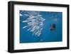 Atlantic Sailfish (Istiophorus Albicans) Hunting Sardines, Isla Mujeres, Yucatan Peninsula, Caribbe-Reinhard Dirscherl-Framed Photographic Print