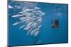 Atlantic Sailfish (Istiophorus Albicans) Hunting Sardines, Isla Mujeres, Yucatan Peninsula, Caribbe-Reinhard Dirscherl-Mounted Photographic Print