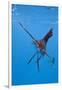 Atlantic Sailfish (Istiophorus Albicans), Isla Mujeres, Yucatan Peninsula, Caribbean Sea, Mexico.-Reinhard Dirscherl-Framed Premium Photographic Print