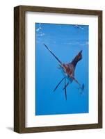 Atlantic Sailfish (Istiophorus Albicans), Isla Mujeres, Yucatan Peninsula, Caribbean Sea, Mexico.-Reinhard Dirscherl-Framed Photographic Print