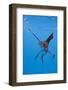 Atlantic Sailfish (Istiophorus Albicans), Isla Mujeres, Yucatan Peninsula, Caribbean Sea, Mexico.-Reinhard Dirscherl-Framed Photographic Print