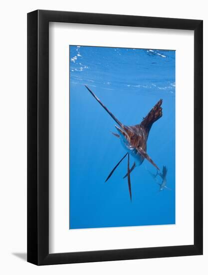 Atlantic Sailfish (Istiophorus Albicans), Isla Mujeres, Yucatan Peninsula, Caribbean Sea, Mexico.-Reinhard Dirscherl-Framed Photographic Print