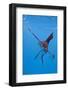 Atlantic Sailfish (Istiophorus Albicans), Isla Mujeres, Yucatan Peninsula, Caribbean Sea, Mexico.-Reinhard Dirscherl-Framed Photographic Print