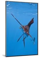 Atlantic Sailfish (Istiophorus Albicans), Isla Mujeres, Yucatan Peninsula, Caribbean Sea, Mexico.-Reinhard Dirscherl-Mounted Photographic Print