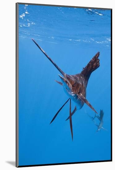 Atlantic Sailfish (Istiophorus Albicans), Isla Mujeres, Yucatan Peninsula, Caribbean Sea, Mexico.-Reinhard Dirscherl-Mounted Photographic Print