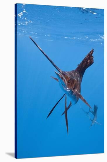 Atlantic Sailfish (Istiophorus Albicans), Isla Mujeres, Yucatan Peninsula, Caribbean Sea, Mexico.-Reinhard Dirscherl-Stretched Canvas