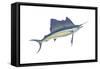 Atlantic Sailfish (Istiophorus Platypterus), Fishes-Encyclopaedia Britannica-Framed Stretched Canvas