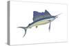 Atlantic Sailfish (Istiophorus Platypterus), Fishes-Encyclopaedia Britannica-Stretched Canvas