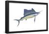 Atlantic Sailfish (Istiophorus Platypterus), Fishes-Encyclopaedia Britannica-Framed Poster