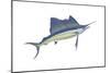 Atlantic Sailfish (Istiophorus Platypterus), Fishes-Encyclopaedia Britannica-Mounted Poster