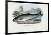 Atlantic Salmon, 1863-79-Raimundo Petraroja-Framed Giclee Print