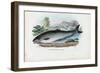 Atlantic Salmon, 1863-79-Raimundo Petraroja-Framed Giclee Print