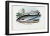 Atlantic Salmon, 1863-79-Raimundo Petraroja-Framed Giclee Print