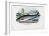 Atlantic Salmon, 1863-79-Raimundo Petraroja-Framed Giclee Print