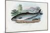 Atlantic Salmon, 1863-79-Raimundo Petraroja-Mounted Giclee Print