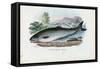 Atlantic Salmon, 1863-79-Raimundo Petraroja-Framed Stretched Canvas