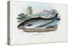 Atlantic Salmon, 1863-79-Raimundo Petraroja-Stretched Canvas