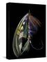 Atlantic Salmon Fly designs 'Blacker Ghost' variation-Darrell Gulin-Stretched Canvas