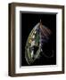 Atlantic Salmon Fly designs 'Blacker Ghost' variation-Darrell Gulin-Framed Photographic Print