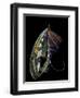 Atlantic Salmon Fly designs 'Blacker Ghost' variation-Darrell Gulin-Framed Photographic Print