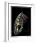 Atlantic Salmon Fly designs 'Blacker Ghost' variation-Darrell Gulin-Framed Photographic Print