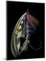 Atlantic Salmon Fly designs 'Blacker Ghost' variation-Darrell Gulin-Mounted Photographic Print