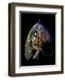 Atlantic Salmon Fly designs 'Blacker Unknown' variant #2-Darrell Gulin-Framed Photographic Print