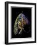 Atlantic Salmon Fly designs 'Blacker Unknown' variant #2-Darrell Gulin-Framed Photographic Print