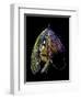 Atlantic Salmon Fly designs 'Blacker Unknown' variant #2-Darrell Gulin-Framed Photographic Print