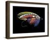 Atlantic Salmon Fly designs 'Graham's Fancy'-Darrell Gulin-Framed Photographic Print