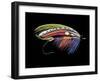 Atlantic Salmon Fly designs 'Graham's Fancy'-Darrell Gulin-Framed Photographic Print