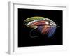 Atlantic Salmon Fly designs 'Graham's Fancy'-Darrell Gulin-Framed Photographic Print