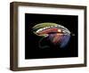 Atlantic Salmon Fly designs 'Graham's Fancy'-Darrell Gulin-Framed Photographic Print