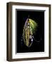 Atlantic Salmon Fly designs 'Green Highlander'-Darrell Gulin-Framed Photographic Print