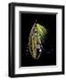 Atlantic Salmon Fly designs 'Green Highlander'-Darrell Gulin-Framed Photographic Print