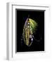 Atlantic Salmon Fly designs 'Green Highlander'-Darrell Gulin-Framed Photographic Print