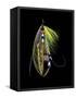 Atlantic Salmon Fly designs 'Green Highlander'-Darrell Gulin-Framed Stretched Canvas