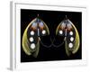 Atlantic Salmon Fly designs 'Western Illusion'-Darrell Gulin-Framed Photographic Print