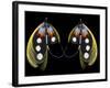 Atlantic Salmon Fly designs 'Western Illusion'-Darrell Gulin-Framed Photographic Print