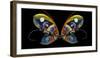 Atlantic Salmon Fly designs-Darrell Gulin-Framed Photographic Print