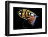 Atlantic Salmon Fly designs-Darrell Gulin-Framed Photographic Print