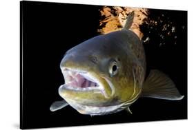 Atlantic Salmon (Salmo Salar) Female, River Orkla, Norway, September 2008-Lundgren-Stretched Canvas