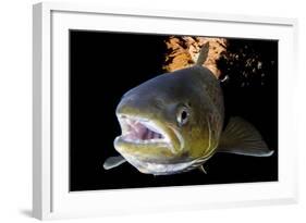 Atlantic Salmon (Salmo Salar) Female, River Orkla, Norway, September 2008-Lundgren-Framed Photographic Print