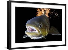 Atlantic Salmon (Salmo Salar) Female, River Orkla, Norway, September 2008-Lundgren-Framed Photographic Print