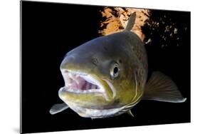 Atlantic Salmon (Salmo Salar) Female, River Orkla, Norway, September 2008-Lundgren-Mounted Photographic Print