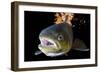 Atlantic Salmon (Salmo Salar) Female, River Orkla, Norway, September 2008-Lundgren-Framed Photographic Print