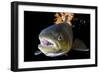 Atlantic Salmon (Salmo Salar) Female, River Orkla, Norway, September 2008-Lundgren-Framed Photographic Print